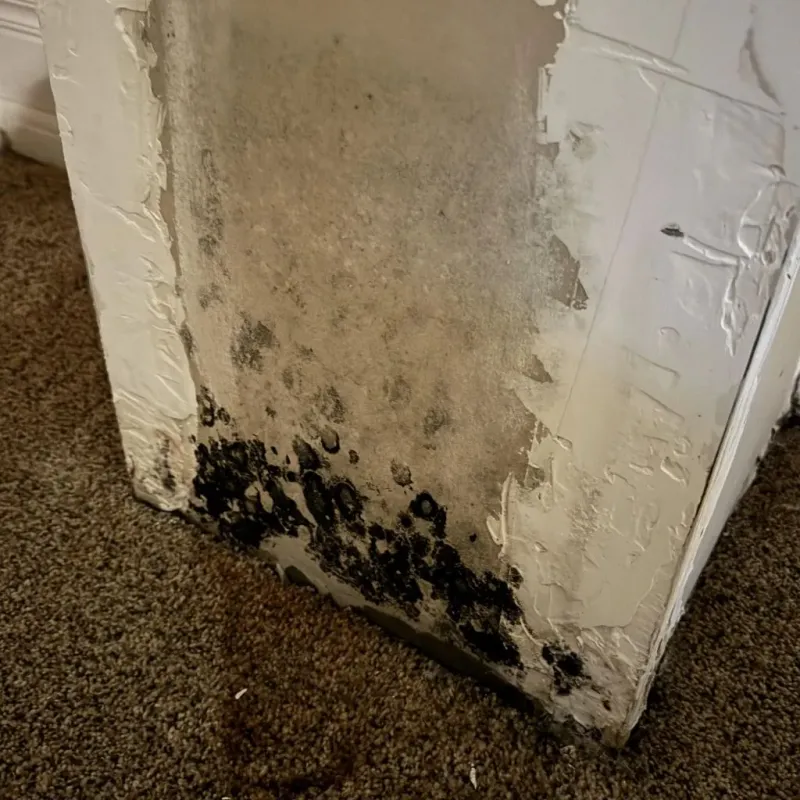 Professional Mold Removal in Rochester, MI